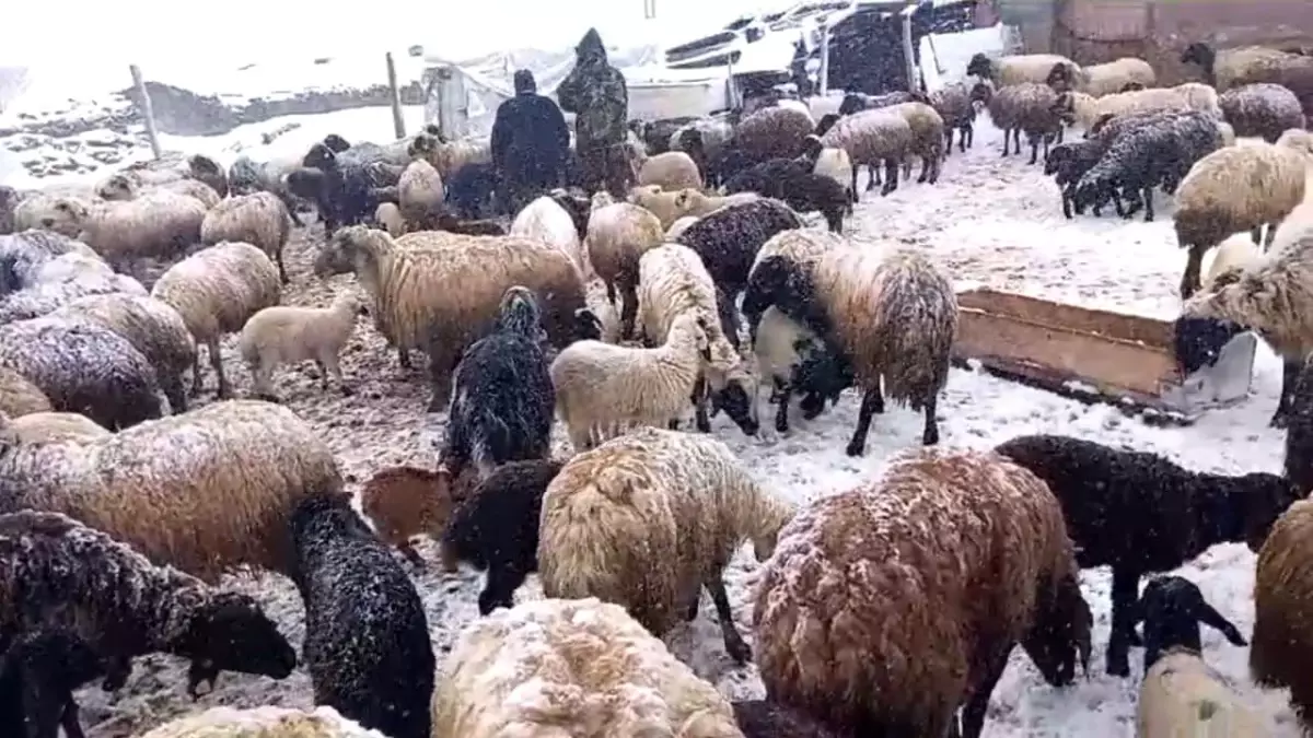 Bitlis'te Bahar Gelirken Kar Yağışı Hayvan Besicilerini Zor Duruma Soktu