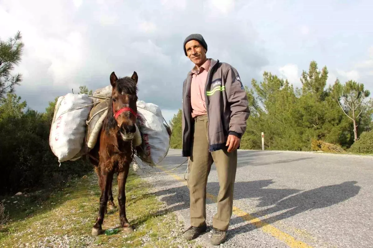 Aydın'da Geleneksel Tarım: Atlarla Çalışan Son Üreticiler