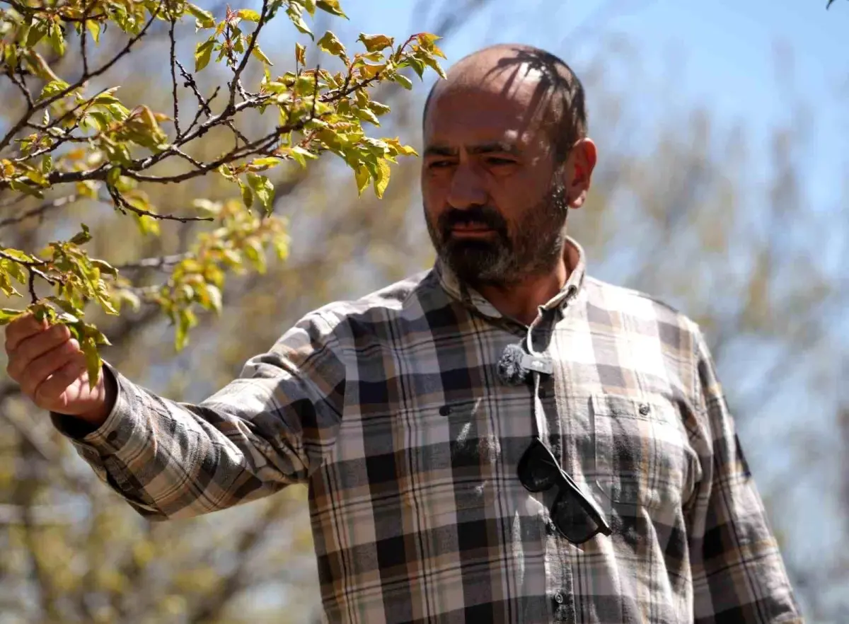 Kırıkkale'de Dondurucu Soğuk Tarım Ürünlerini Vurdu