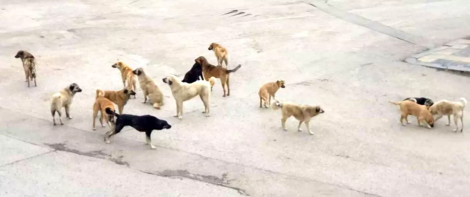 Sokak Köpeklerinin Saldırısı: Yaşlı Kadın Yaralandı