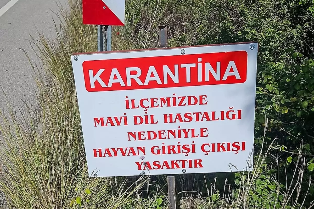 Datça'da karantina! Hayvan giriş-çıkışı kapatıldı