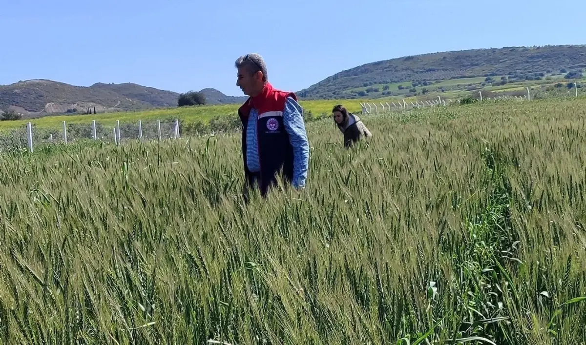 Didim'de Hububat Alanlarında Bitki Sağlığı Kontrolleri Tamamlandı