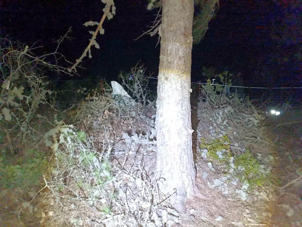 Hayvan Yetiştiricisi, Burç Otu Toplamak İçin Çıktığı Ağaçtan Düşerek Hayatını Kaybetti