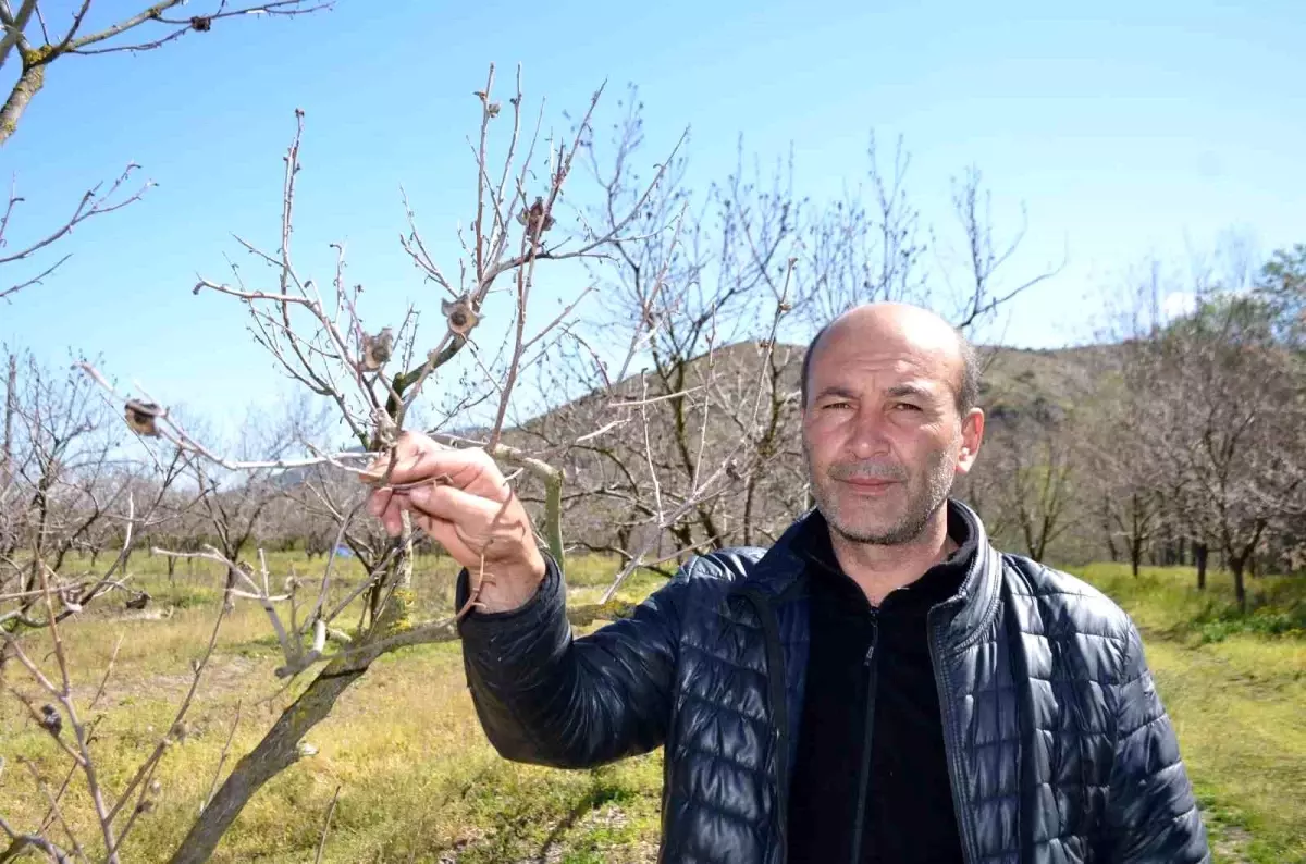 Bilecik'te Cennet Hurması Don Olayıyla Zarar Gördü