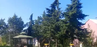 Samsun'da Kahverengi Kokarca ile Mücadele Devam Ediyor