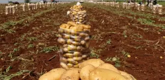 Adana'da Erkenci Patates Hasadı Başladı