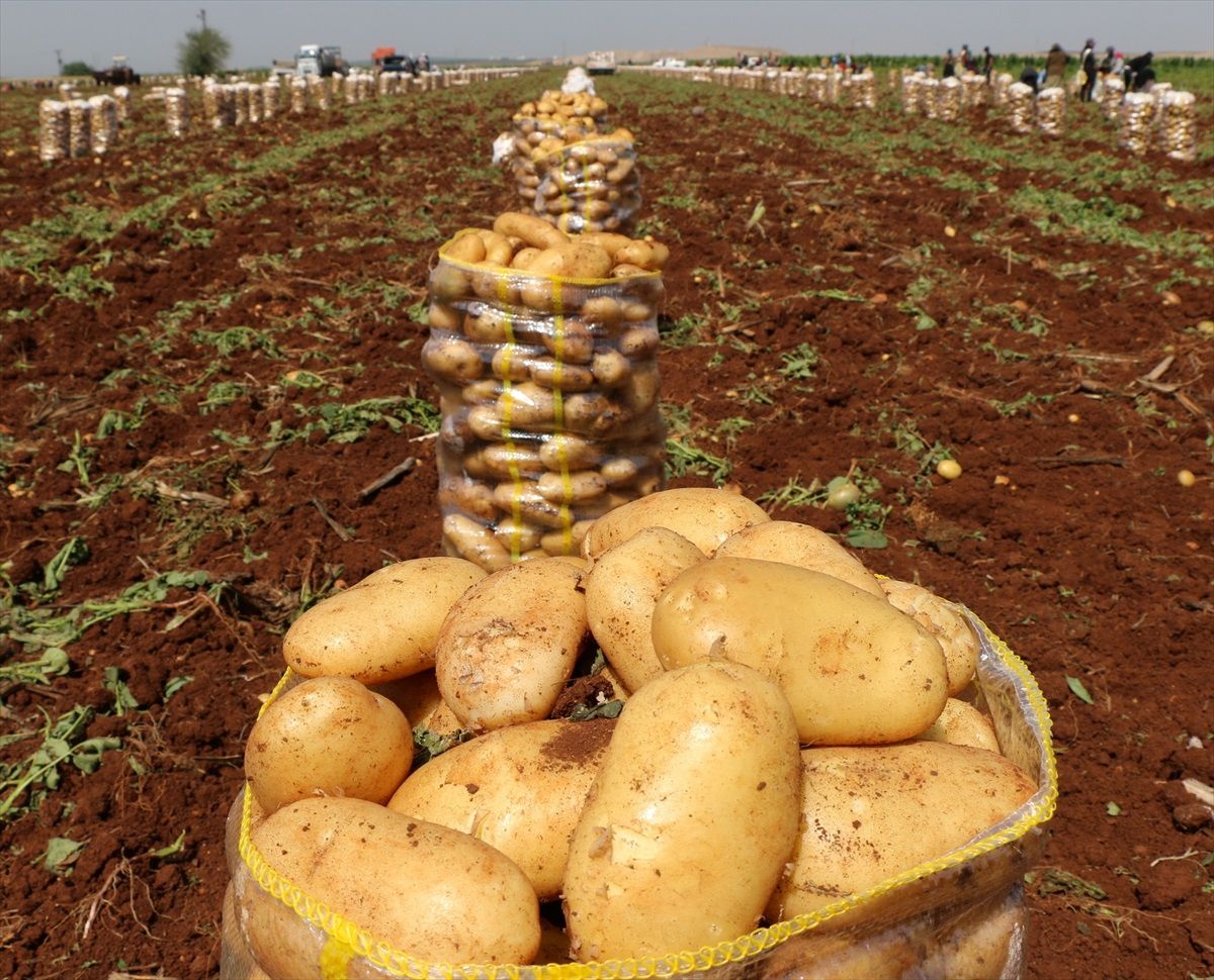 Adana'da Erkenci Patates Hasadı Başladı
