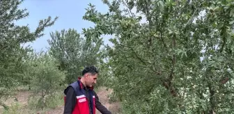 Adıyaman'da Dolu Yağışı Tarım Alanlarını Vurdu