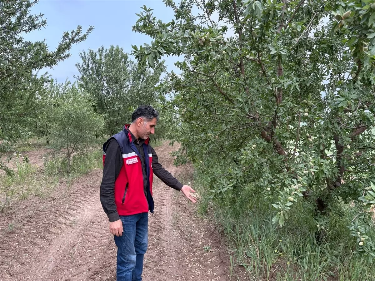 Adıyaman'da Dolu Yağışı Tarım Alanlarını Vurdu