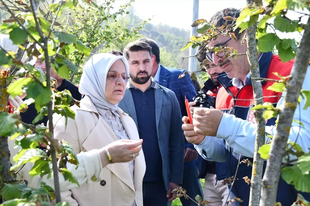 Düzce Milletvekili Ayşe Keşir'den Çiftçilere TARSİM Tavsiyesi