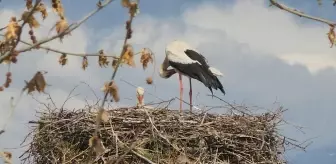 Leylekler Saygılı Köyü'ne Döndü
