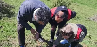 Amasya'da Buğdayda Süne Zararlısıyla Mücadele Ediliyor
