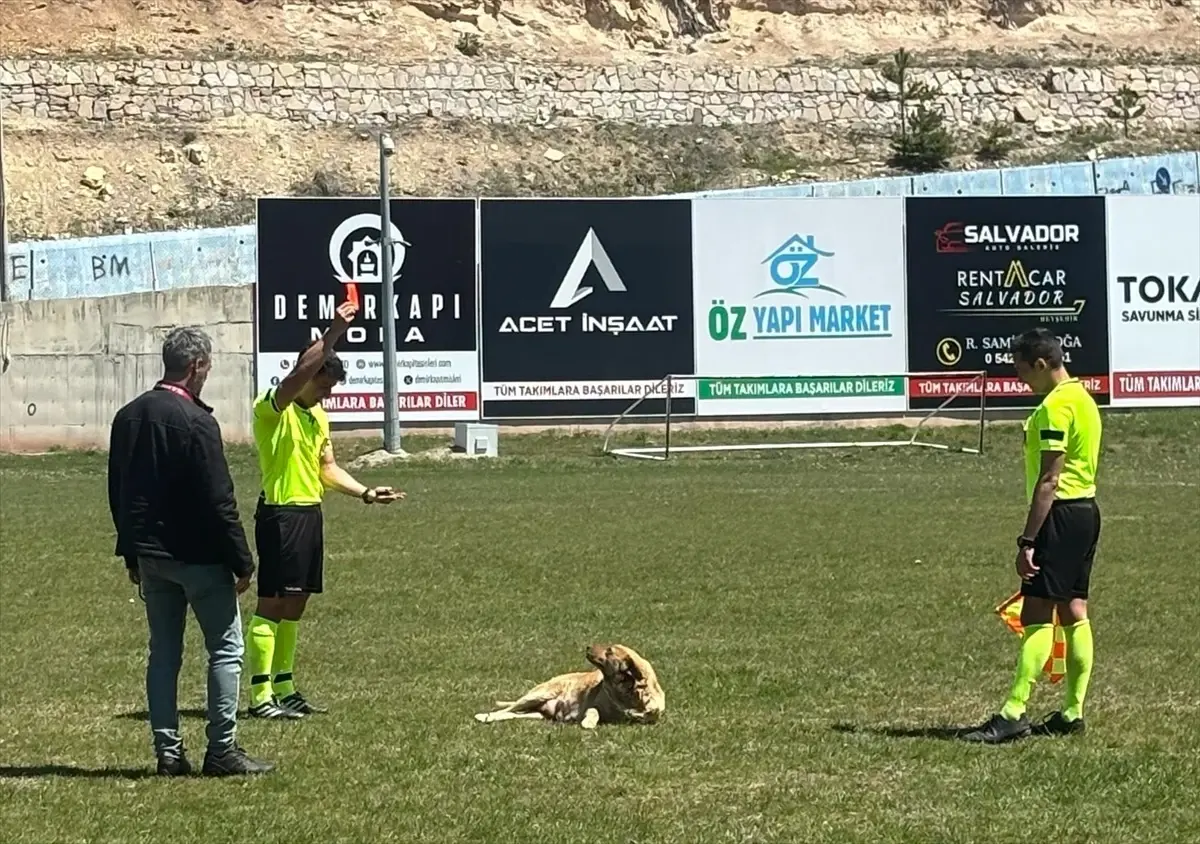 Hakem Kırmızı Kartla Sahaya Giren Köpeği Uzaklaştırdı
