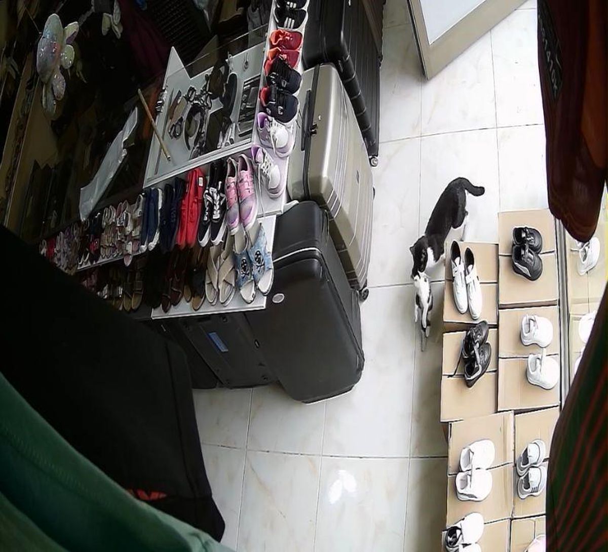 Anne Kedi Yavrularını Güvenli Dükkanına Taşıdı