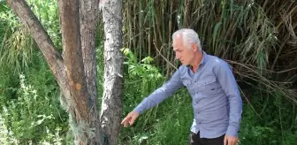 Antalya'da Bahçeye Saran Yılan İtfaiye Tarafından Kurtarıldı