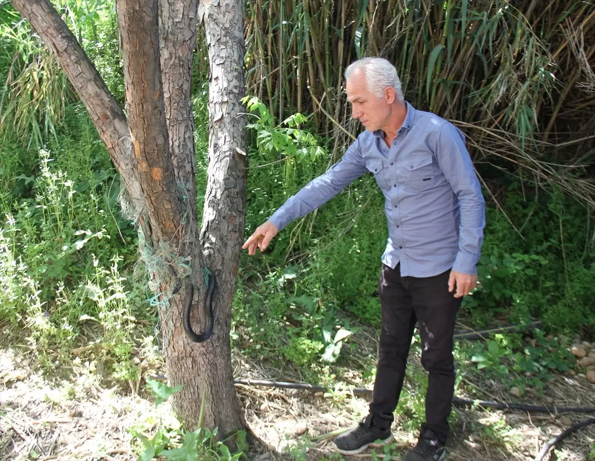 Antalya'da Bahçeye Saran Yılan İtfaiye Tarafından Kurtarıldı