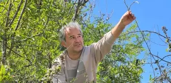Kaş'ta Yabani Kuşkonmaz Toplayarak Geçim Sağlıyorlar