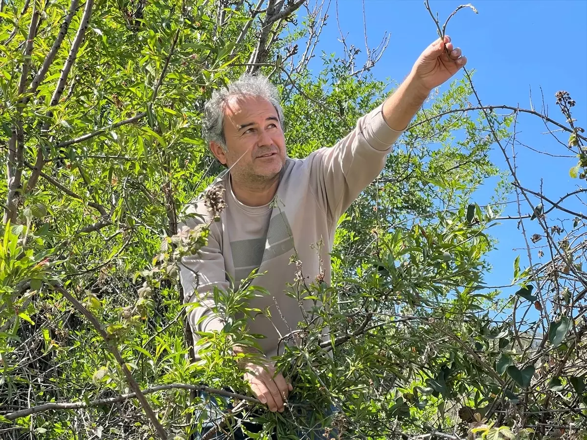 Kaş'ta Yabani Kuşkonmaz Toplayarak Geçim Sağlıyorlar