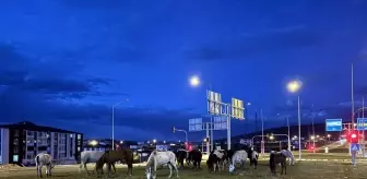 Yılkı Atları Trafiği Durdurdu