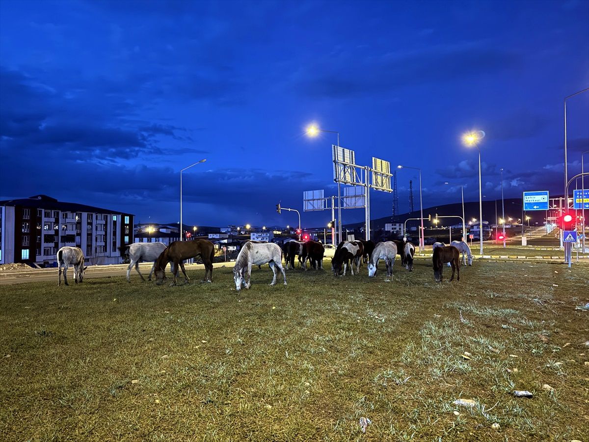 Yılkı Atları Trafiği Durdurdu