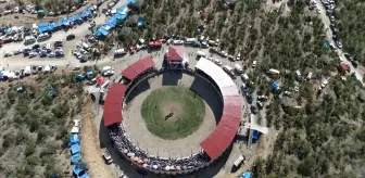 Yusufeli Geleneksel Derekapı Boğa Güreşleri Büyük İlgi Gördü