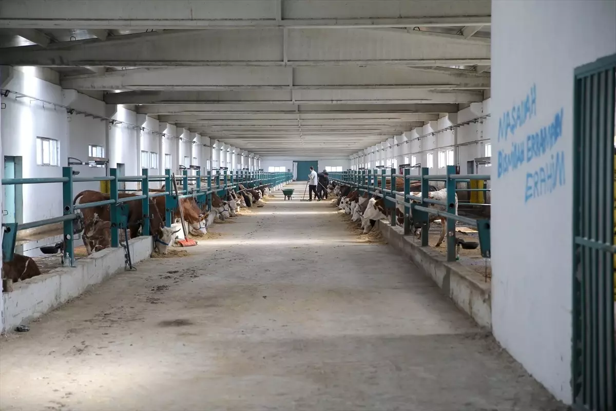Erzurum'da Modern Hayvancılıkla Tanışan Besici Osman Tanhaş'ın Başarısı