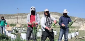 Beypazarı'nda Yeşil Soğan Hasadı Devam Ediyor
