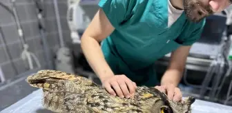 Yaralı Baykuş Tedavi Altına Alındı