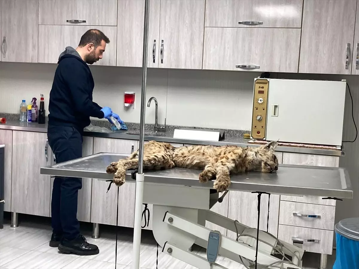 Bitlis'te Bitkin Halde Bulunan Vaşak Koruma Altına Alındı