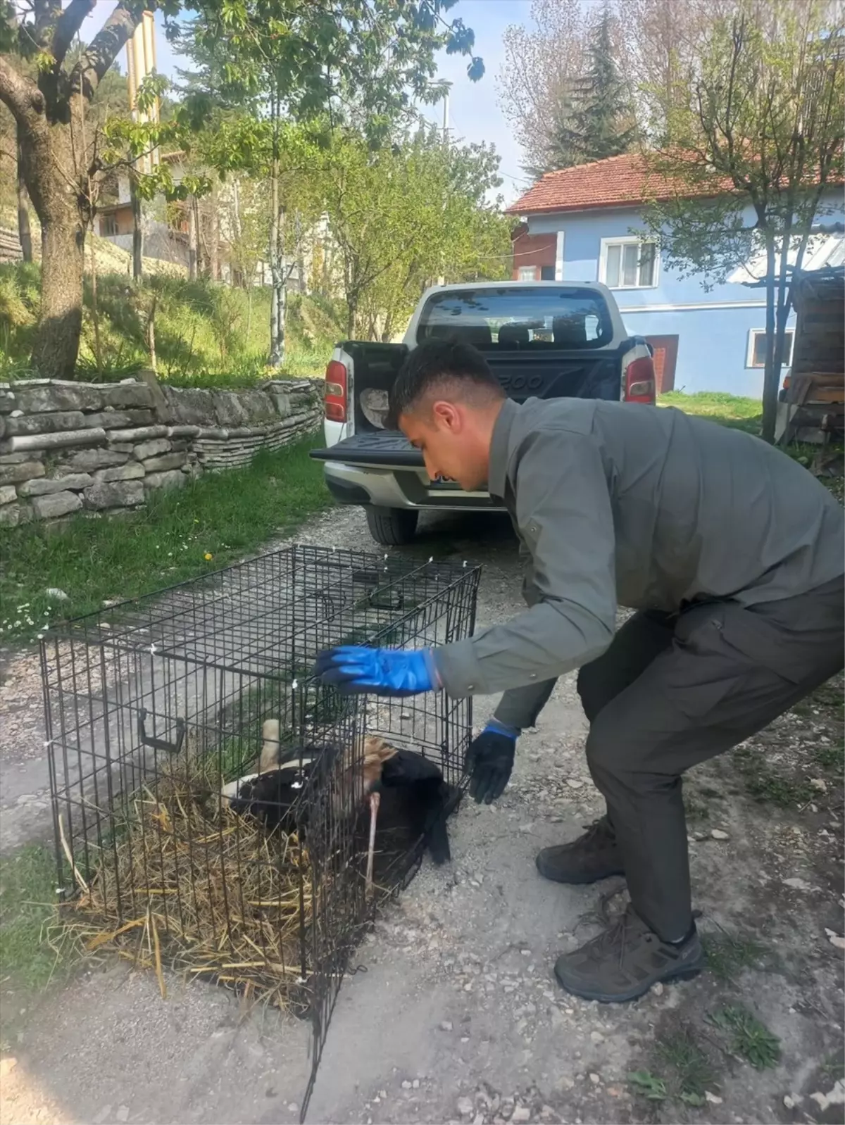 Yaralı Leylek Göynük'te Tedavi Altına Alındı