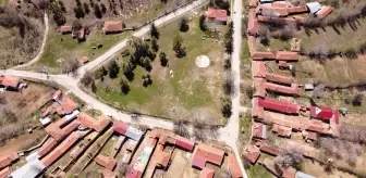 Bozkurt'ta 147 Yıllık Ters Lale Geleneği