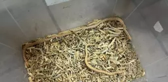Bursa'da Yasa Dışı Egzotik Hayvanlar Koruma Altına Alındı