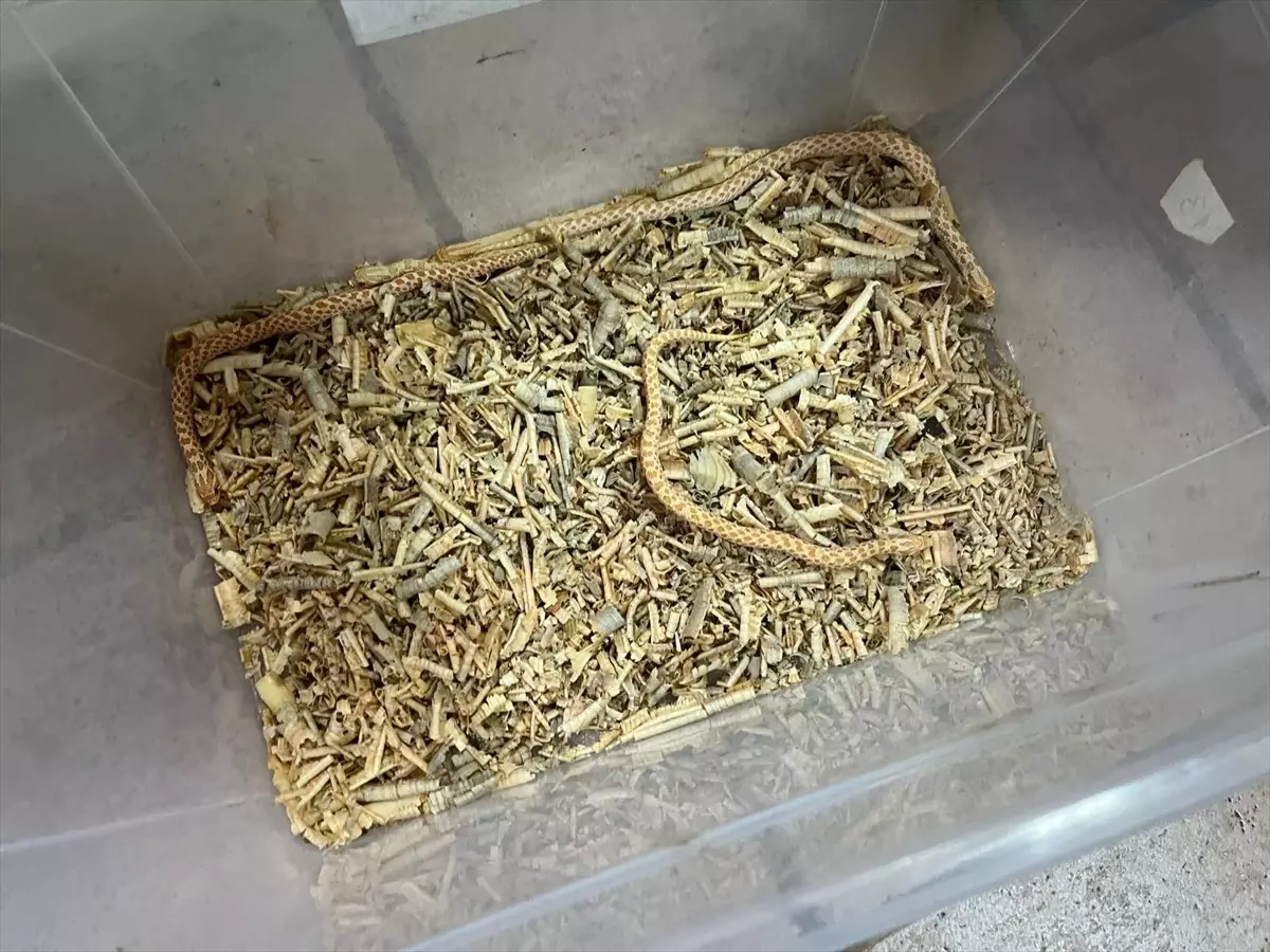 Bursa'da Yasa Dışı Egzotik Hayvanlar Koruma Altına Alındı