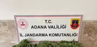 Adana'da Yasa Dışı Kenevir Operasyonu: 712 Kök Ele Geçirildi, 1 Gözaltı
