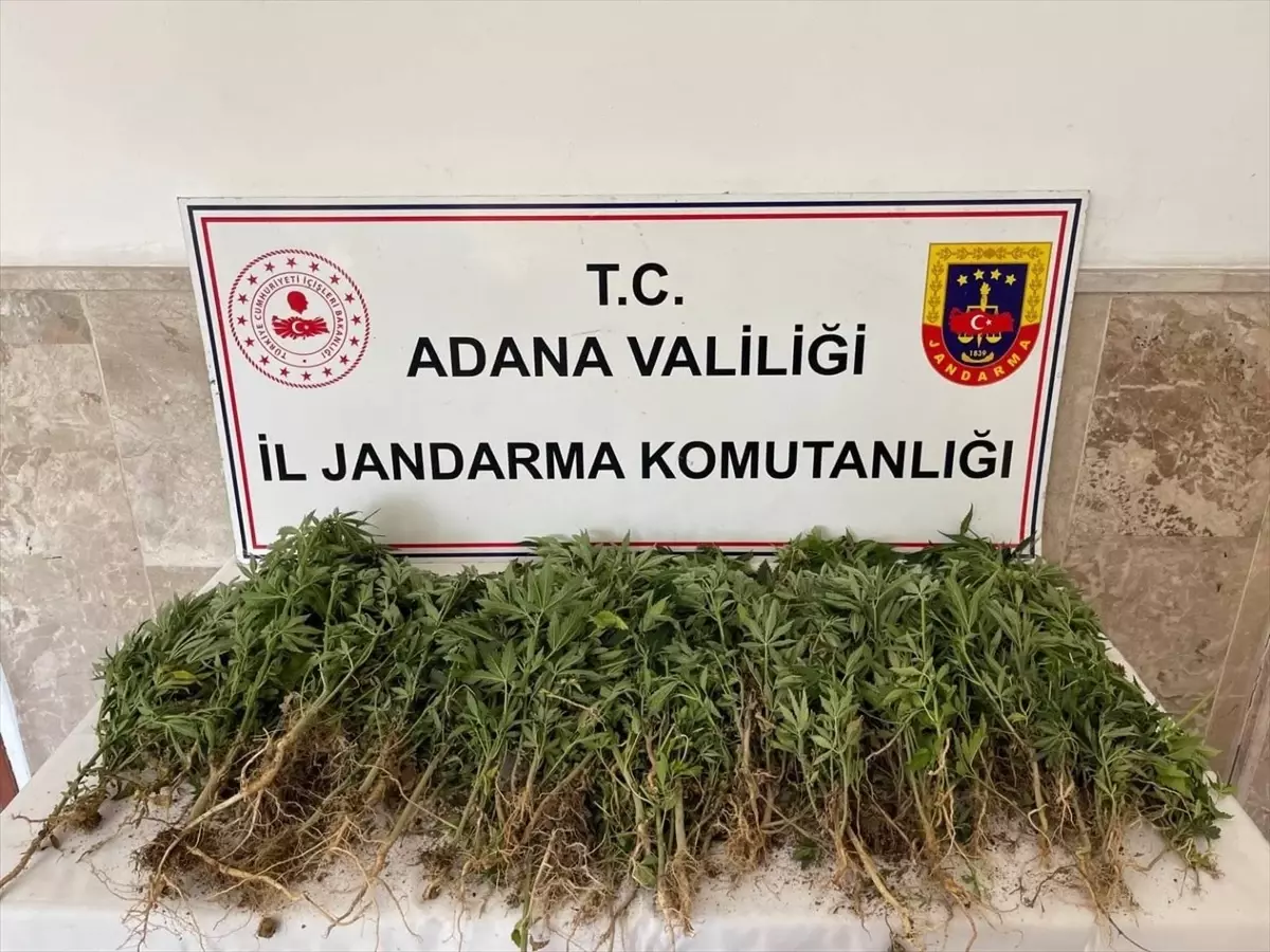Adana'da Yasa Dışı Kenevir Operasyonu: 712 Kök Ele Geçirildi, 1 Gözaltı