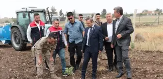 Cizre'de Fıstıkçılık Projesi Uygulanıyor