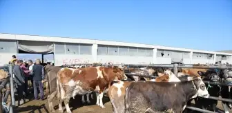 Çubuk'ta Canlı Hayvan Pazarı Hareketleniyor
