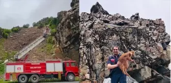 Kayalıklarda Mahsur Kalan Oğlak İtfaiye Ekipleri Tarafından Kurtarıldı
