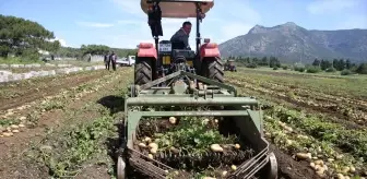Datça'da Turfanda Patates Hasadı Başladı