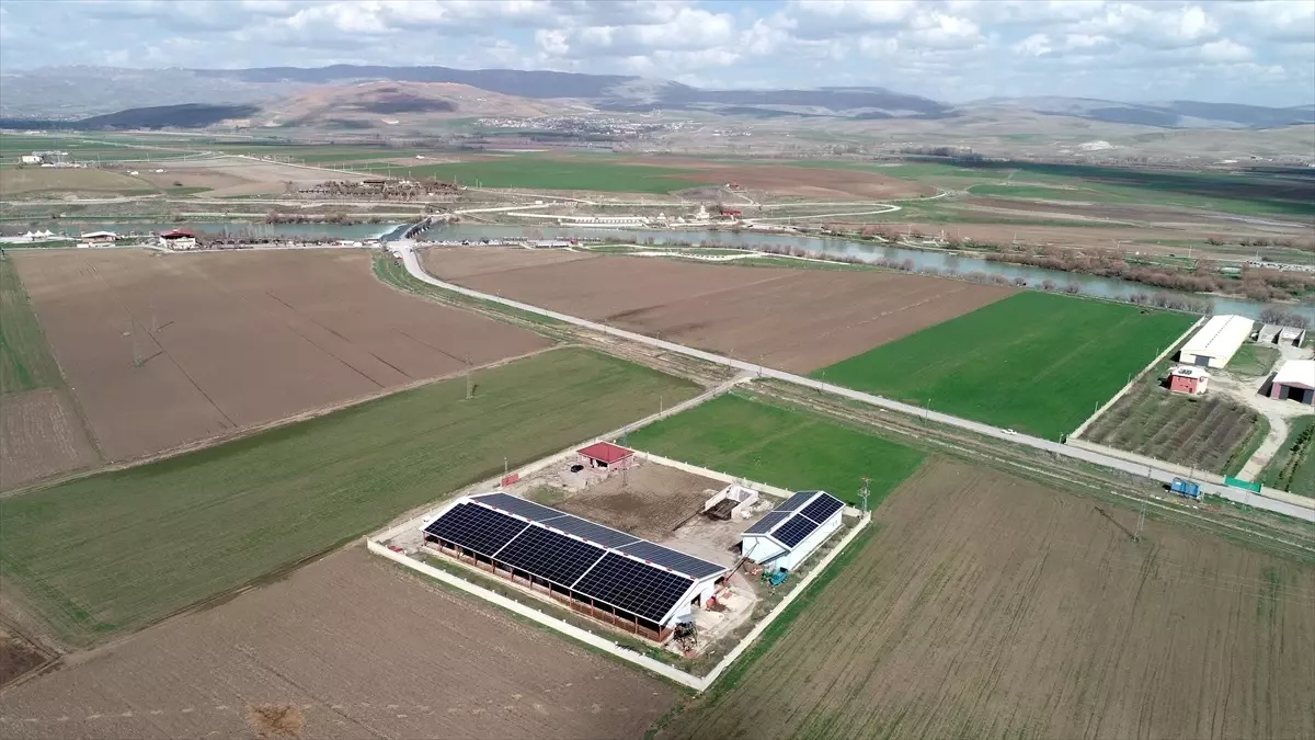 Muş'ta Güneş Enerjili Büyükbaş Hayvan Çiftliği
