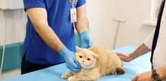 Balkondan Düşen Kedi 'Hani' Sağlığına Kavuştu