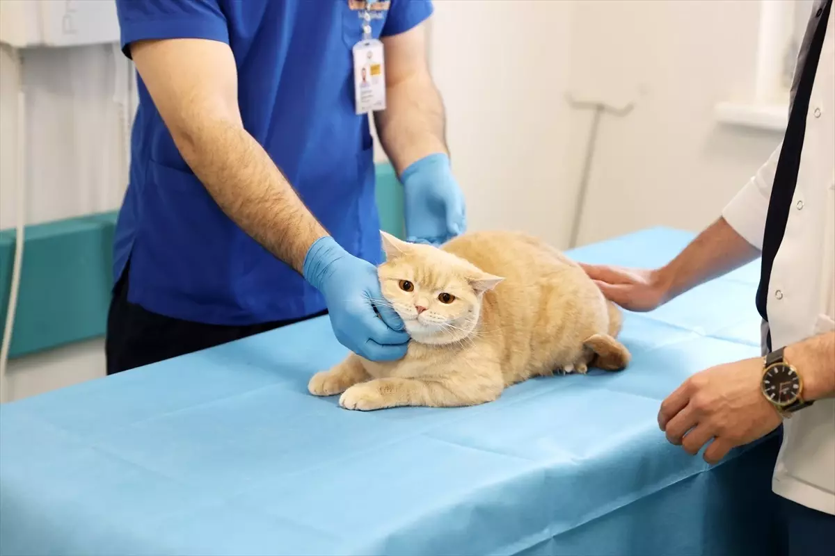 Balkondan Düşen Kedi 'Hani' Sağlığına Kavuştu