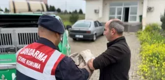 Yaralı Kaya Kartalı Tedavi Altına Alındı