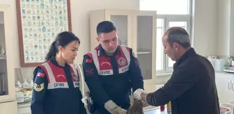 Yaralı Şahin Tedavi Edilerek Doğaya Bırakılacak