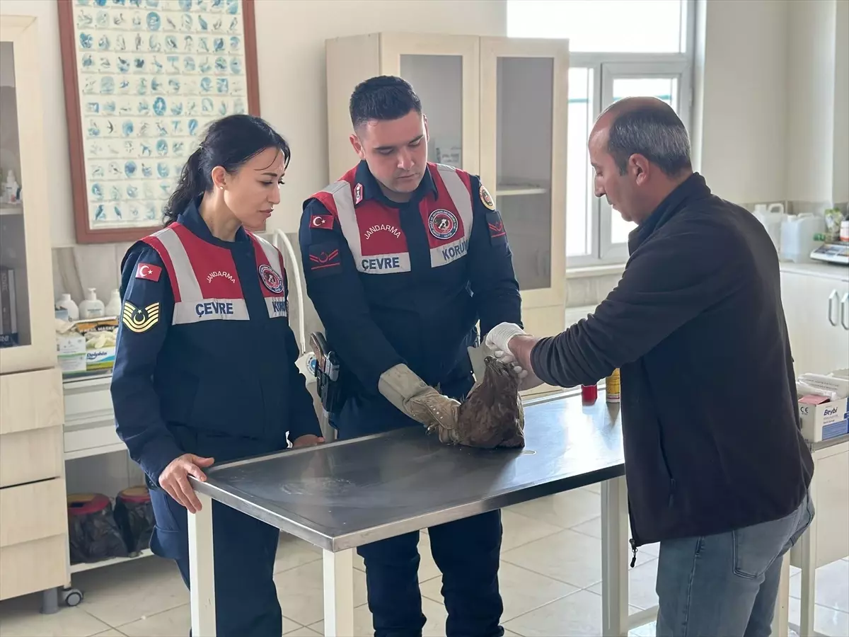 Yaralı Şahin Tedavi Edilerek Doğaya Bırakılacak