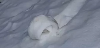 Amasya'da Nadir Doğa Olayı: Kar Ruloları Yeniden Görüldü