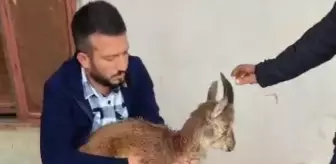 Yaralı Yaban Keçisi Doğa Koruma Ekiplerine Teslim Edildi