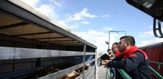 Doğu Anadolu'dan Batı İllere Kurbanlık Hayvan Sevkiyatı Başladı