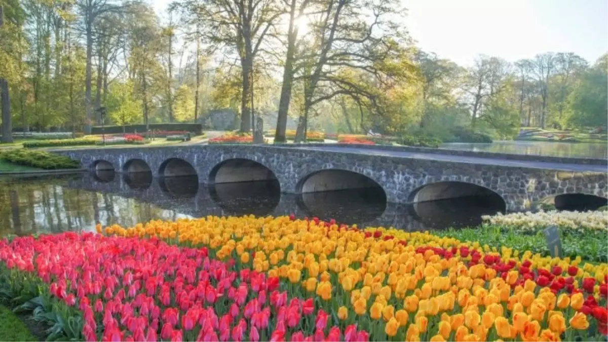 Dünyanın En Büyük Lale Bahçesi Keukenhof 76. Kez Kapılarını Açtı