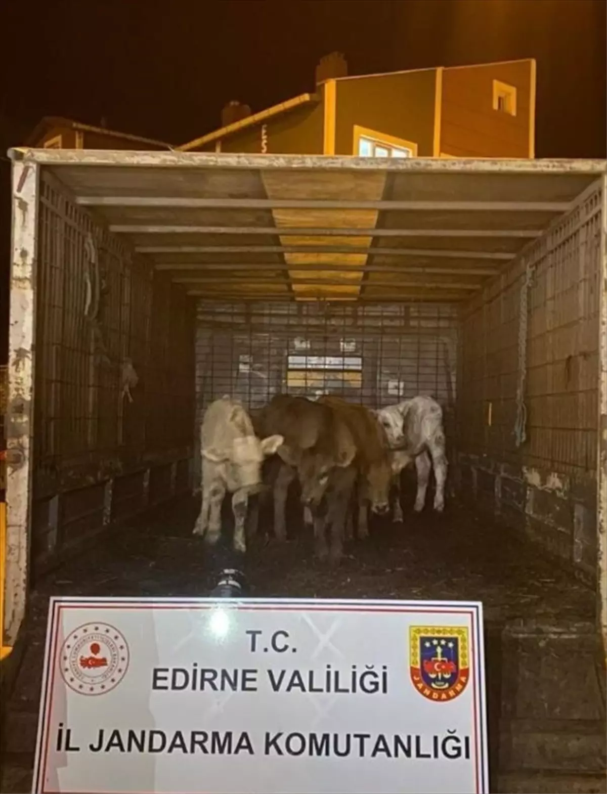 Edirne'de Çalınan 6 Büyükbaş Hayvan Drone ile Bulundu